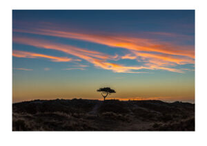 zonsopkomst boompje hee