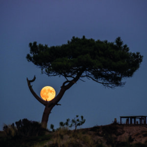 Een volle maan lijkt te rusten op de tak van een beroemde boom, op Terschelling