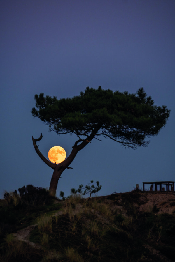 Een volle maan lijkt te rusten op de tak van een beroemde boom, op Terschelling