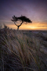 De boom bij zonsopkomst met helmgras op de voorgrond