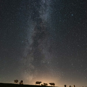 De schapen die bovenop de dijk grazen, steken af tegen het licht van een prachtige sterrenhemel met melkweg.