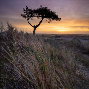 zonsopkomst boompje Terschelling